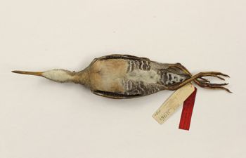 Media type: image;   Ornithology 119747 Description: Image of skin specimen - ventral view. Ventral view of entire skin specimen.;